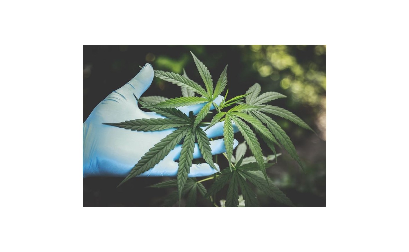 Das Endocannabinoid-System – wie es funktioniert und welche Rolle es im menschlichen Körper spielt