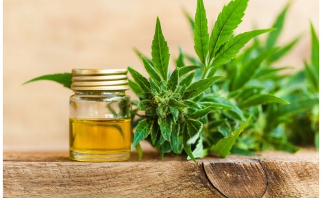 THCJD: Ein neuer Cannabinoid mit starken Effekten und therapeutischem Potenzial