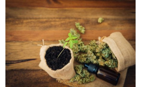 Cannabisöl - Vorteile, Arten und wie man es effektiv verwendet