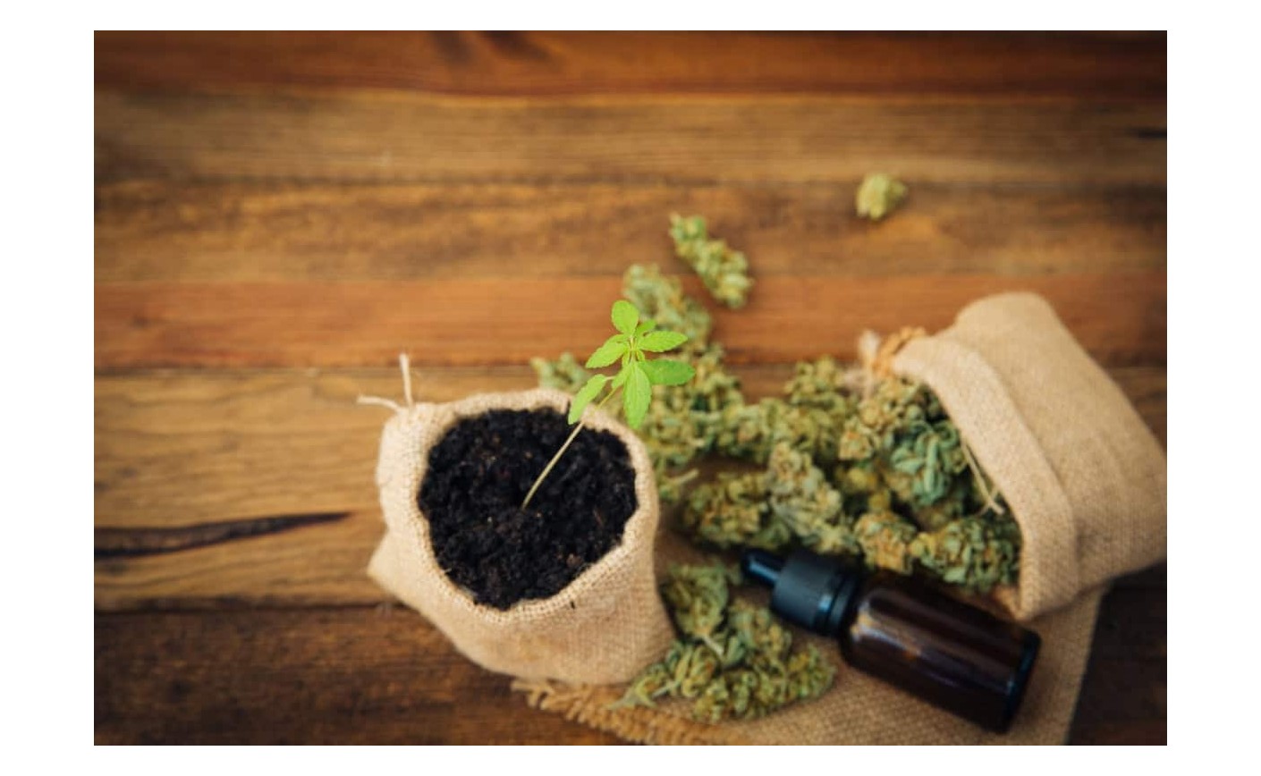 Cannabisöl - Vorteile, Arten und wie man es effektiv verwendet